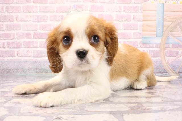 大阪府のキャバリアキングチャールズスパニエル (Coo&RIKU高槻店/2025年9月8日生まれ/男の子/ブレンハイム)の子犬の3枚目の画像