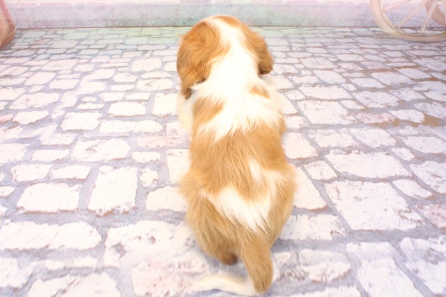 大阪府のキャバリアキングチャールズスパニエル (Coo&RIKU高槻店/2025年9月8日生まれ/男の子/ブレンハイム)の子犬の4枚目の画像