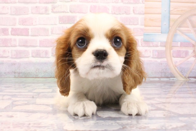 兵庫県のキャバリアキングチャールズスパニエル (Coo&RIKU神戸東灘店/2025年9月8日生まれ/男の子/ブレンハイム)の子犬の1枚目の画像
