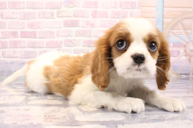 兵庫県のキャバリアキングチャールズスパニエル (Coo&RIKU神戸東灘店/2025年9月8日生まれ/男の子/ブレンハイム)の子犬の2枚目の画像