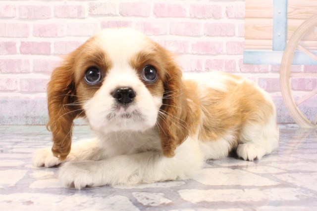 兵庫県のキャバリアキングチャールズスパニエル (Coo&RIKU神戸東灘店/2025年9月8日生まれ/男の子/ブレンハイム)の子犬の3枚目の画像