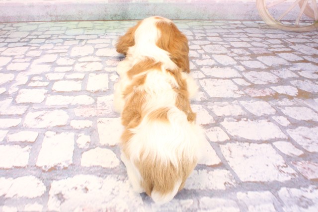 兵庫県のキャバリアキングチャールズスパニエル (Coo&RIKU神戸東灘店/2025年9月8日生まれ/男の子/ブレンハイム)の子犬の4枚目の画像