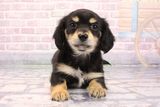 大阪府のチワックス(チワワ×ダックス) (Coo&RIKU城東古市店/2025年9月8日生まれ/女の子/ブラックタン)の子犬の1枚目の画像