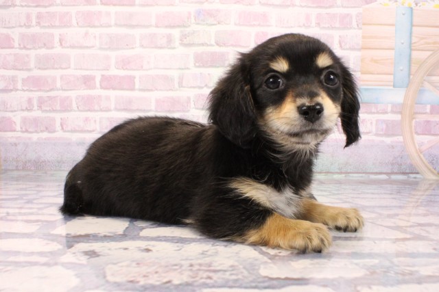 大阪府のチワックス(チワワ×ダックス) (Coo&RIKU城東古市店/2025年9月8日生まれ/女の子/ブラックタン)の子犬の2枚目の画像