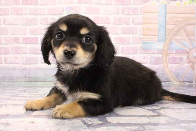 大阪府のチワックス(チワワ×ダックス) (Coo&RIKU城東古市店/2025年9月8日生まれ/女の子/ブラックタン)の子犬の3枚目の画像