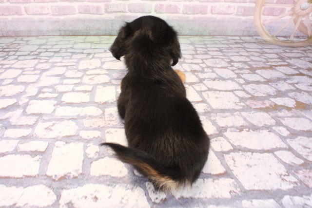 大阪府のチワックス(チワワ×ダックス) (Coo&RIKU城東古市店/2025年9月8日生まれ/女の子/ブラックタン)の子犬の4枚目の画像