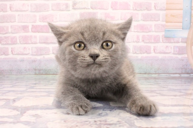 大阪府のブリティッシュショートヘアー (Coo&RIKU寝屋川店/2025年9月5日生まれ/男の子/ブルー)の子猫の1枚目の画像