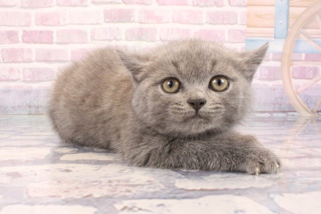 大阪府のブリティッシュショートヘアー (Coo&RIKU寝屋川店/2025年9月5日生まれ/男の子/ブルー)の子猫の2枚目の画像