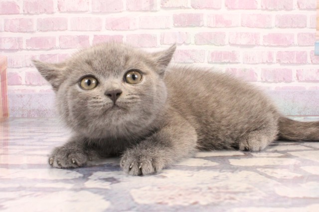 大阪府のブリティッシュショートヘアー (Coo&RIKU寝屋川店/2025年9月5日生まれ/男の子/ブルー)の子猫の3枚目の画像