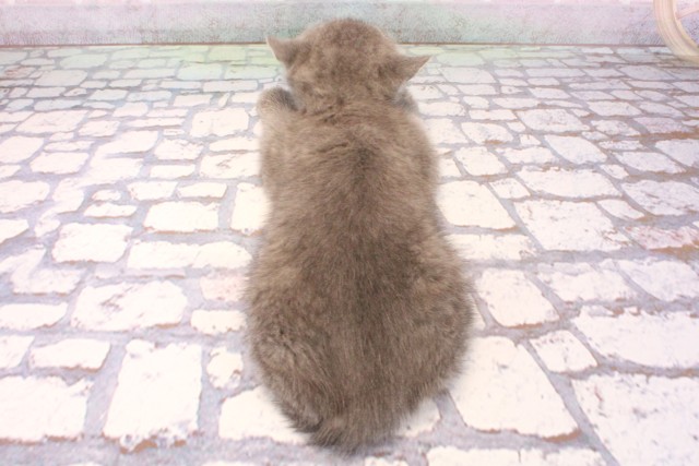 大阪府のブリティッシュショートヘアー (Coo&RIKU寝屋川店/2025年9月5日生まれ/男の子/ブルー)の子猫の4枚目の画像