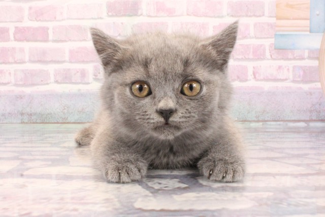 兵庫県のブリティッシュショートヘアー (Coo&RIKU神戸垂水店/2025年9月5日生まれ/女の子/ブルー)の子猫の1枚目の画像