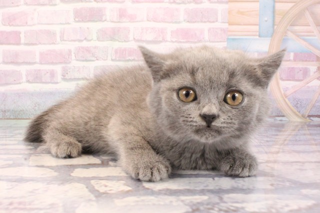 兵庫県のブリティッシュショートヘアー (Coo&RIKU神戸垂水店/2025年9月5日生まれ/女の子/ブルー)の子猫の2枚目の画像