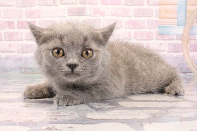 兵庫県のブリティッシュショートヘアー (Coo&RIKU神戸垂水店/2025年9月5日生まれ/女の子/ブルー)の子猫の3枚目の画像