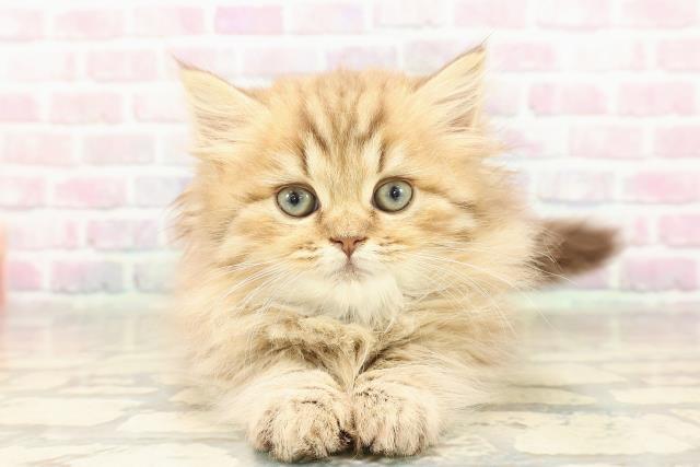 北海道のマンチカン (Coo&RIKU札幌西店/2025年9月5日生まれ/女の子/ブラウンタビー)の子猫