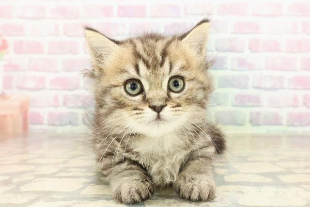 北海道のマンチカン (Coo&RIKU札幌東店/2025年9月5日生まれ/男の子/ブラウンタビー)の子猫