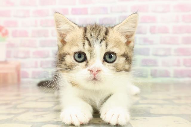 北海道のマンチカン (Coo&RIKU帯広店/2025年9月5日生まれ/男の子/ブラウンタビーホワイト)の子猫
