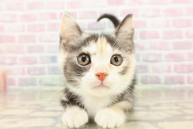 石川県のマンチカン (Coo&RIKU金沢店/2025年9月6日生まれ/女の子/キャリコ)の子猫