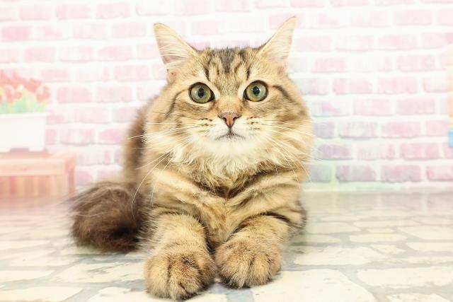 北海道のサイベリアン (Coo&RIKU北見店/2025年6月2日生まれ/女の子/ブラウンタビー)の子猫