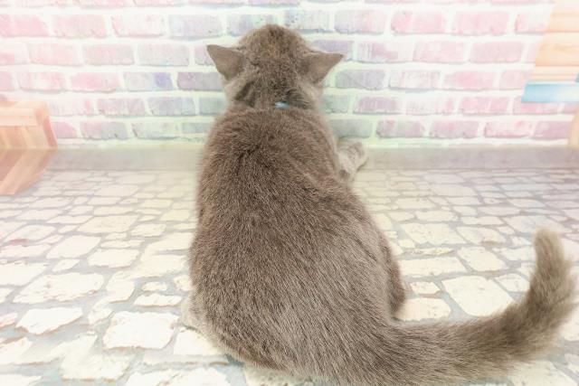 青森県のブリティッシュショートヘアー (Coo&RIKU青森店/2025年7月9日生まれ/男の子/ブルー)の子猫の4枚目の画像