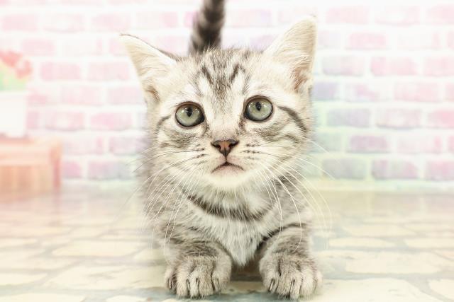 東京都のマンチカン (Coo&RIKU武蔵小山店/2025年9月7日生まれ/男の子/シルバータビー)の子猫の1枚目の画像