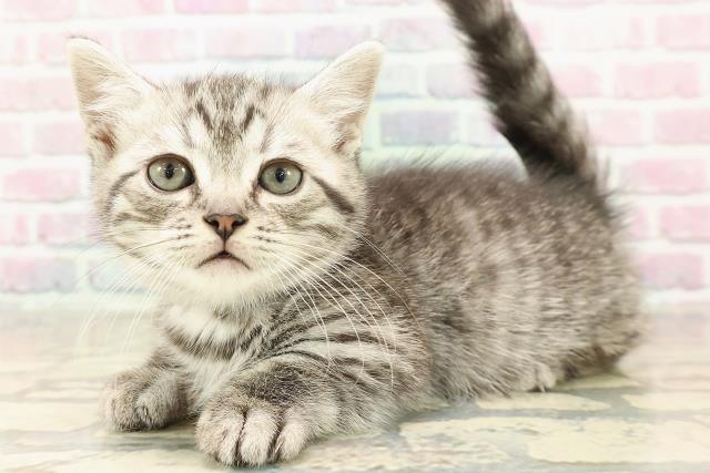 東京都のマンチカン (Coo&RIKU武蔵小山店/2025年9月7日生まれ/男の子/シルバータビー)の子猫の2枚目の画像