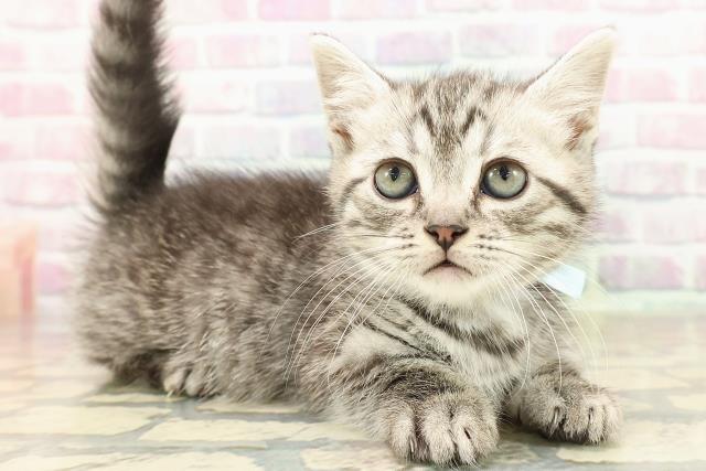 東京都のマンチカン (Coo&RIKU武蔵小山店/2025年9月7日生まれ/男の子/シルバータビー)の子猫の3枚目の画像