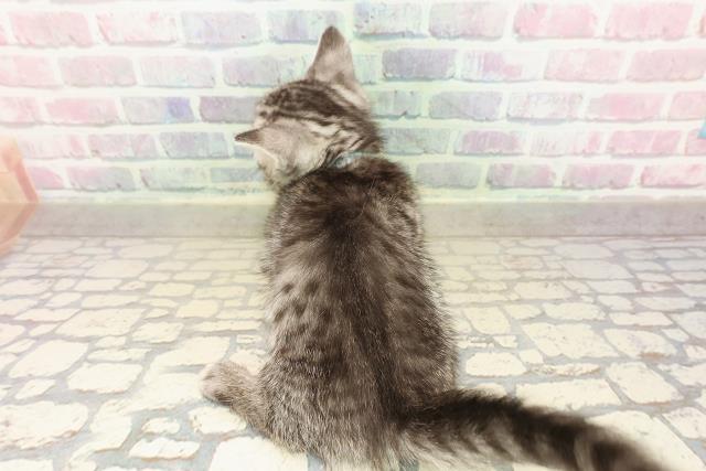 東京都のマンチカン (Coo&RIKU武蔵小山店/2025年9月7日生まれ/男の子/シルバータビー)の子猫の4枚目の画像