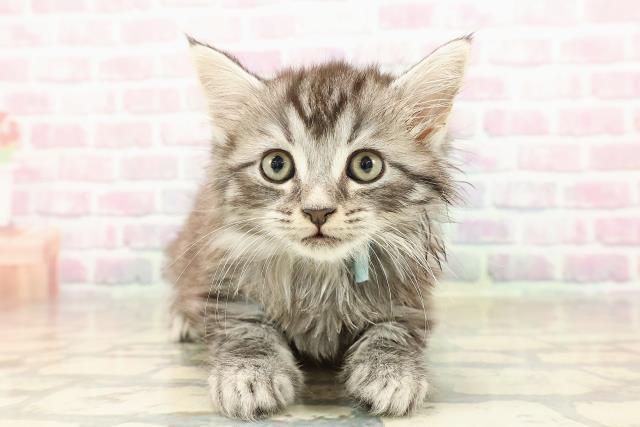 福井県のマンチカン (Coo&RIKU福井店/2025年9月7日生まれ/男の子/シルバータビー)の子猫