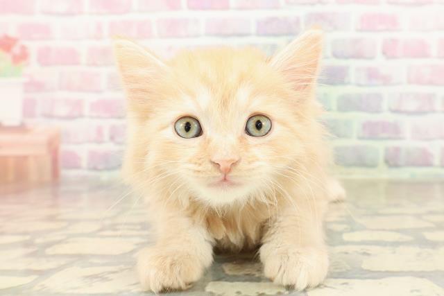 沖縄県のマンチカン (Coo&RIKUイオン北谷店/2025年9月7日生まれ/男の子/レッドタビー)の子猫の1枚目の画像