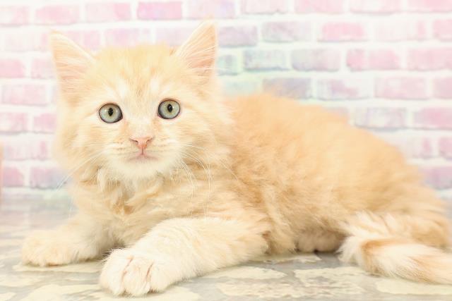 沖縄県のマンチカン (Coo&RIKUイオン北谷店/2025年9月7日生まれ/男の子/レッドタビー)の子猫の2枚目の画像