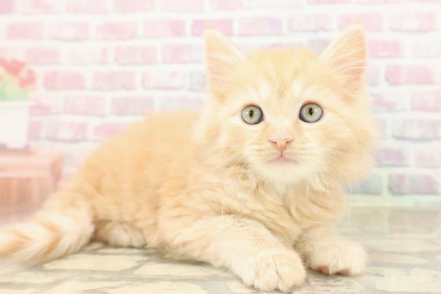 沖縄県のマンチカン (Coo&RIKUイオン北谷店/2025年9月7日生まれ/男の子/レッドタビー)の子猫の3枚目の画像