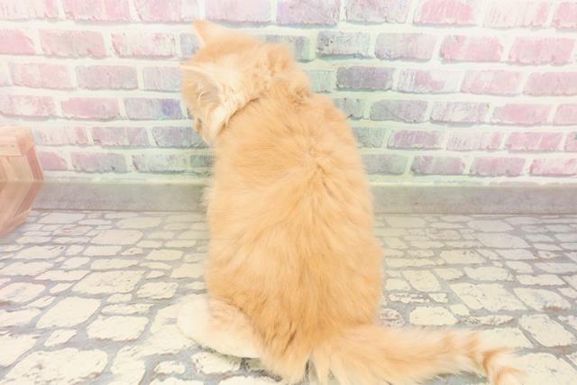 沖縄県のマンチカン (Coo&RIKUイオン北谷店/2025年9月7日生まれ/男の子/レッドタビー)の子猫の4枚目の画像