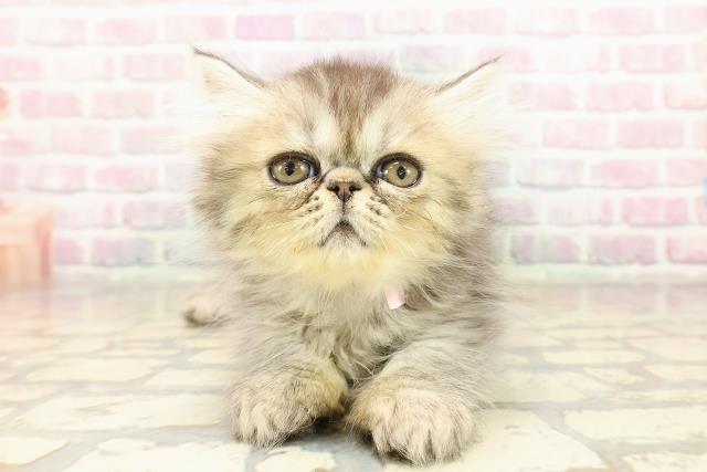 東京都のエキゾチック (Coo&RIKU大久保店/2025年9月7日生まれ/女の子/シルバータビー)の子猫