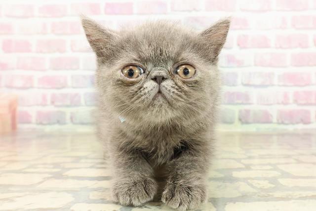 東京都のエキゾチック (Coo&RIKU広尾店/2025年9月1日生まれ/男の子/ブルー)の子猫