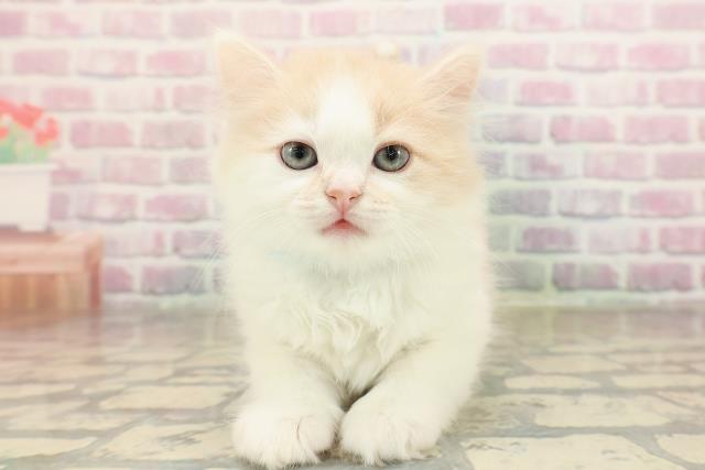 山形県のミヌエット (Coo&RIKU山形店/2025年9月8日生まれ/男の子/クリームタビーホワイト)の子猫