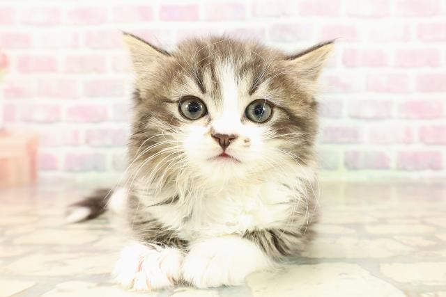 青森県のミヌエット (Coo&RIKU八戸店/2025年9月8日生まれ/女の子/ブラウンタビーホワイト)の子猫の1枚目の画像