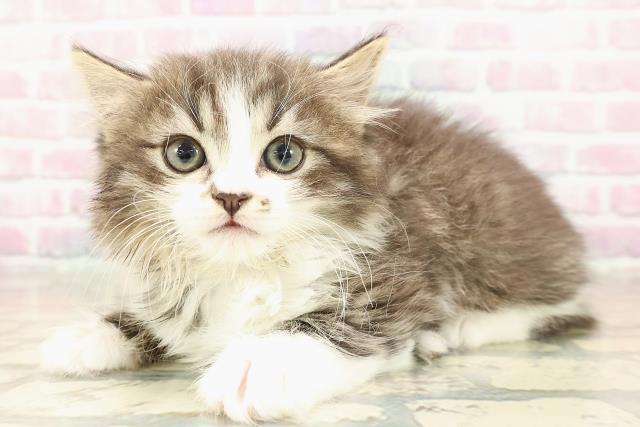 青森県のミヌエット (Coo&RIKU八戸店/2025年9月8日生まれ/女の子/ブラウンタビーホワイト)の子猫の2枚目の画像