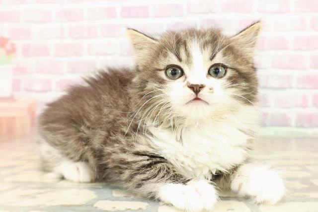 青森県のミヌエット (Coo&RIKU八戸店/2025年9月8日生まれ/女の子/ブラウンタビーホワイト)の子猫の3枚目の画像