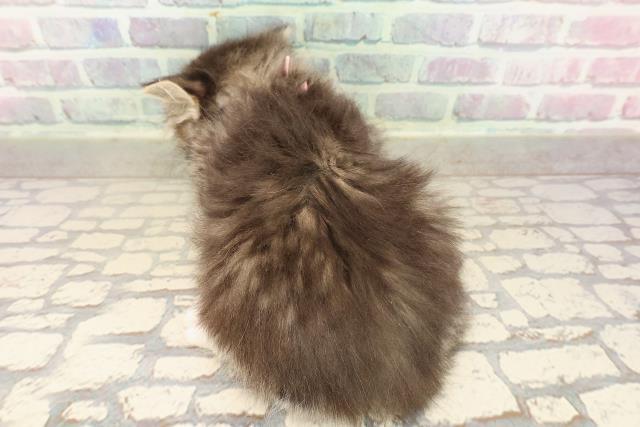 青森県のミヌエット (Coo&RIKU八戸店/2025年9月8日生まれ/女の子/ブラウンタビーホワイト)の子猫の4枚目の画像