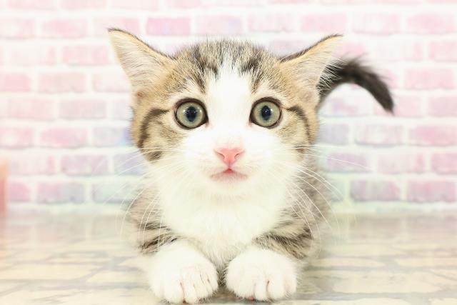 宮城県のミヌエット (Coo&RIKU仙台太白店/2025年9月7日生まれ/男の子/ブラウンタビーホワイト)の子猫