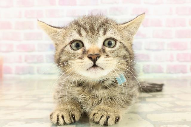 東京都のミヌエット (Coo&RIKU大久保店/2025年9月7日生まれ/男の子/ブラウンタビー)の子猫