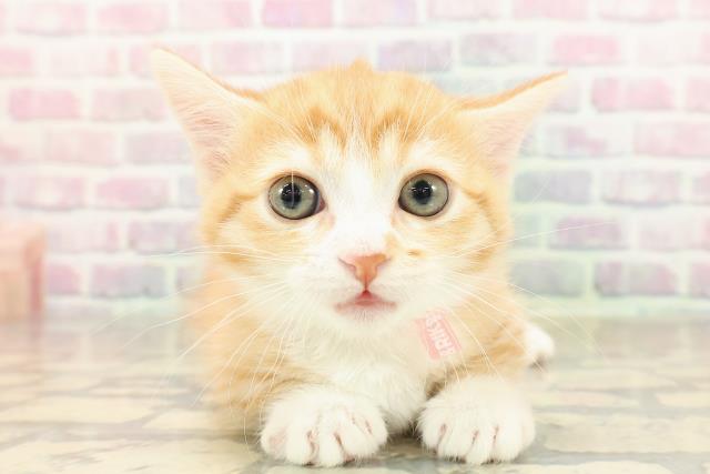 東京都のミヌエット (Coo&RIKU阿佐ヶ谷店/2025年9月7日生まれ/女の子/レッドタビーホワイト)の子猫