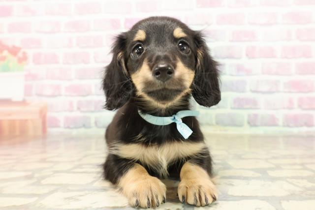 宮城県のミニチュアダックスフンド(ロング) (Coo&RIKU仙台太白店/2025年9月8日生まれ/男の子/ブラックイエロー)の子犬の1枚目の画像