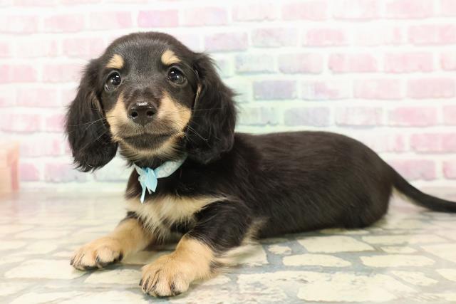 宮城県のミニチュアダックスフンド(ロング) (Coo&RIKU仙台太白店/2025年9月8日生まれ/男の子/ブラックイエロー)の子犬の2枚目の画像