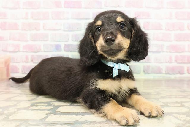 宮城県のミニチュアダックスフンド(ロング) (Coo&RIKU仙台太白店/2025年9月8日生まれ/男の子/ブラックイエロー)の子犬の3枚目の画像