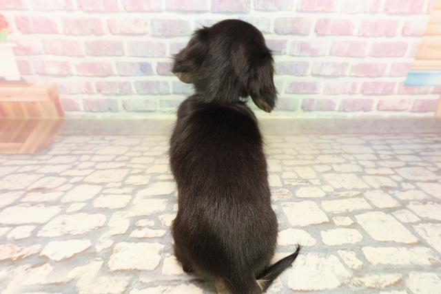 宮城県のミニチュアダックスフンド(ロング) (Coo&RIKU仙台太白店/2025年9月8日生まれ/男の子/ブラックイエロー)の子犬の4枚目の画像