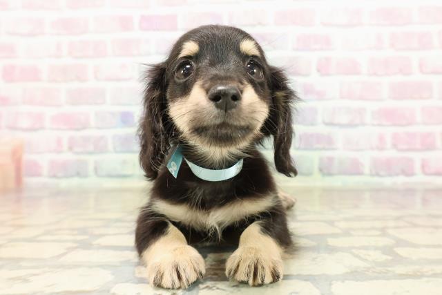 北海道のミニチュアダックスフンド(ロング) (Coo&RIKU札幌東店/2025年9月8日生まれ/男の子/ブラックイエロー)の子犬の1枚目の画像