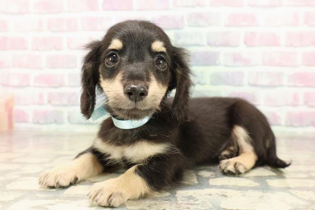 北海道のミニチュアダックスフンド(ロング) (Coo&RIKU札幌東店/2025年9月8日生まれ/男の子/ブラックイエロー)の子犬の2枚目の画像