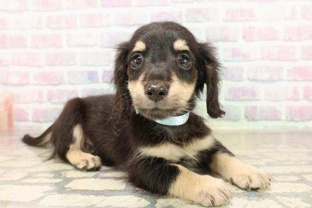 北海道のミニチュアダックスフンド(ロング) (Coo&RIKU札幌東店/2025年9月8日生まれ/男の子/ブラックイエロー)の子犬の3枚目の画像