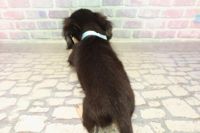 北海道のミニチュアダックスフンド(ロング) (Coo&RIKU札幌東店/2025年9月8日生まれ/男の子/ブラックイエロー)の子犬の4枚目の画像